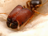 Bigheaded Ant (Pheidole Tepicana Supermajor)  Arizona  USA