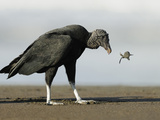 Black Vulture Feeding on an Olive Ridley Sea Turtle Hatchling