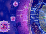 Illustration of Viral Reproduction the Virus Loses its Envelope and Capsid
