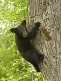 Black Bear (Ursus Americanus) Cub Climbing a Tree  North America