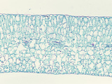 Cross-Section of a Euphorbia Leaf  LM X50