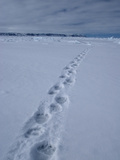 Polar Bear Tracks (Ursus Maritimus) in the Snow