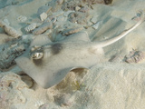 Masked Stingaree (Trygonoptera Personata)  Rottnest Island  Western Australia  Indian Ocean