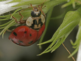 Asian Lady Beetle (Harmonia Axyridis)  Family Coccinellidae  New Hampshire  USA