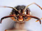 Close Up of an Ant Head Showing the Compound Eyes  Antenna  and Mouthparts (Odontomachus)