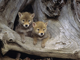 Coyote Pups (Canis Latrans)  Captive