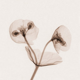 X-Ray of Euphorbia Flowers