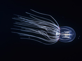 Bell Jellyfish (Polyorchis Penicillatus)  California  USA