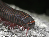 American Giant Millipede Head (Narceus Americanus)  Class Diplopoda  Spirobolidae  New Hampshire