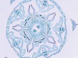 Cross-Section of the Anther in the Flower Bud of a Milkweed (Asclepias)  LM X5