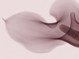 X-Ray of a Calla Lily Flower
