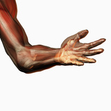 Human Elbow Showing Bones and Muscles