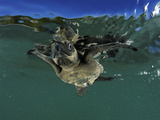 Young Olive Ridley Sea Turtle Struggles Against the Waves to Swim Away from the Coast