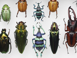 Beetle Collection