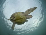 Female Olive Ridley Sea Turtle (Lepidochelys Olivacea) Swimming from the Open Pacific Ocean