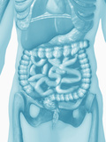 Biomedical Illustration of the Human Abdomen and Thorax Showing the Major Organs