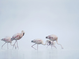 Lesser Flamingos (Phoenicopterus Minor) in Fog  Kenya  Africa