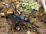 Carpenter Ant (Camponotus Suffusus)  Yandoit  Victoria  Australia