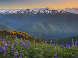 Early Summer Storm Clears the View of the Olympic Mountains  with Lupine Wildflowers