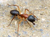 Sugar Ant (Camponotus Nigriceps)  Victoria  Australia
