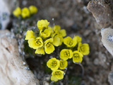Yellow Marsh Saxifrage (Saxifraga Hirculus)