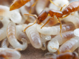 The Brood Nest of Dracula Ants (Adetomyrma) Showing Larvae of Varying Ages  Captive Colony