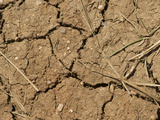 Mud Cracks in Soil During a Drought  Colorado  USA