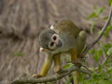 Bolivian Squirrel Monkey (Saimiri Boliviensis)  Captive