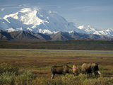 Moose Sparring on the Tundra with Mt Mckinley in The Background (Alces Alces)