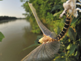 Long-Tailed Mayfly (Palingenia Longicauda)