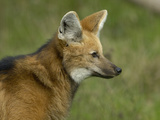 Maned Wolf Head (Chrysocyon Brachyurus)  an Endangered Species  Captive