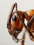 Ant Head Showing the Compound Eye  Antenna  and Mouthparts