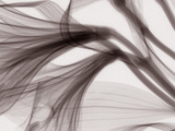 X-Ray of Fresia Flowers