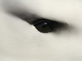 Black-Browed Albatross (Diomedea Melanophris) Eye Close Up