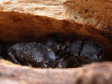 A Colony of Arizona Turtle Ant (Cephalotes Rohweri)