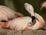 Chilean Flamingo (Phoenicopterus Chilensis) Adult Feeding a Chick on the Nest  Captive