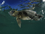 Young Olive Ridley Sea Turtle Struggles Against the Waves to Swim Away from the Coast