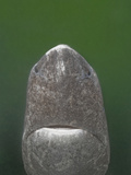 Greenland Shark Head (Somniosus Microcephalus)  Baie Comeau  Saint Lawrence Estuary  Quebec