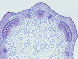 Cross-Section of a Sage Stem Showing Vascular Bundles (Salvia)  LM X10