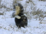 Striped Skunk (Mephitis Mephitis) with Tail Raised in a Snowy Field  USA