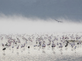 Lesser Flamingos (Phoenicopterus Minor) in Fog  Kenya  Africa