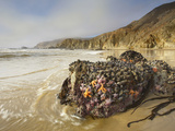 Kelp and Various Invertebrates Covering Rocks at Low Tide