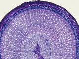 Cross-Section of a Birch Stem (Betula)  LM X7