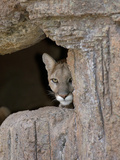 Cougar (Felis Concolor) Peering from Rocks  Captivity