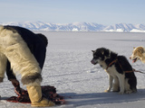 Inuit Hunter Cutting Up a Bearded Seal  Qaanaaq  Greenland