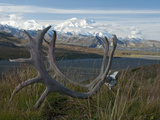 Shed Caribou Antlers on the Tundra in Front of Mt Mckinley  Denali National Park  Alaska  USA