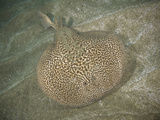 Marbled Torpedo Ray (Torpedo Marmorata)