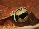Wood Frog (Rana Sylvatica)  Eastern and Northern North America  Close-Up of Eye