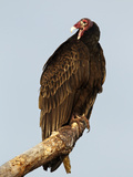 Turkey Vulture (Cathartes Aura)  Florida  USA