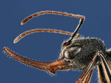 Ant Head (Harpegnathos Venator)